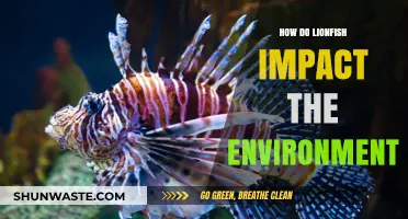 Lionfish Invasion: Environmental Impacts and Ecosystem Disruption Explained