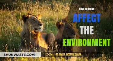 Lions' Ecological Impact: Shaping African Ecosystems and Biodiversity Balance