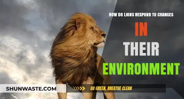 Lions' Adaptability: Navigating Environmental Shifts in the Wild