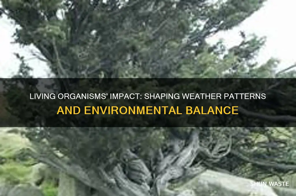 how do living affect weather and environment