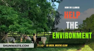 Llamas' Eco-Friendly Impact: Sustainable Grazing and Environmental Benefits Explained