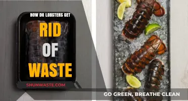 Lobsters' Waste Management: Unveiling Their Unique Elimination Process