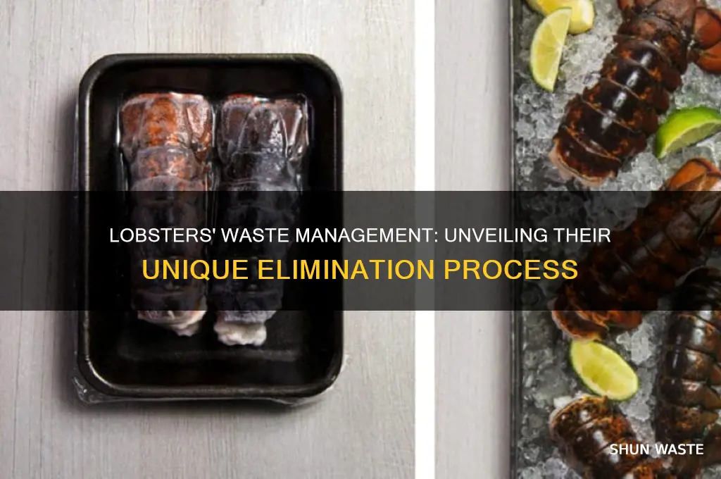 how do lobsters get rid of waste