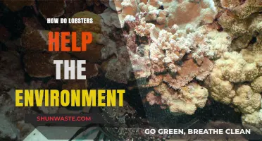 Lobsters' Vital Role in Maintaining Healthy Marine Ecosystems Explained