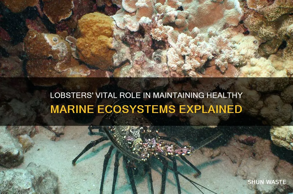 how do lobsters help the environment
