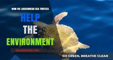 Loggerhead Sea Turtles: Vital Guardians of Marine Ecosystems and Biodiversity