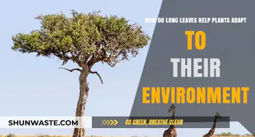 Long Leaves: Nature's Strategy for Plant Survival and Adaptation