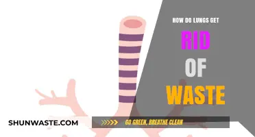 Breathing Out Toxins: How Lungs Eliminate Waste Efficiently
