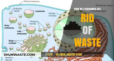 Lysosomes: The Cellular Recycling Centers Eliminating Waste Efficiently