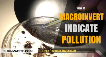 Macroinvertebrates: Pollution's Canary in the Coal Mine