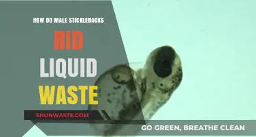 Male Sticklebacks' Unique Method of Eliminating Liquid Waste Explained