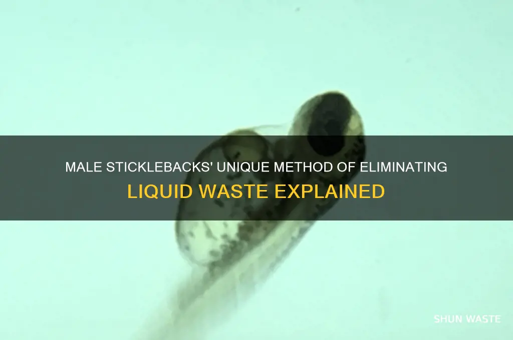 how do male sticklebacks rid liquid waste