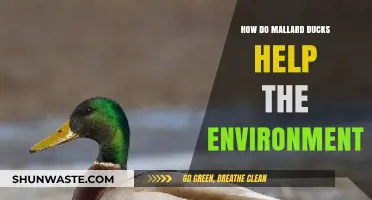 Mallard Ducks: Eco-Friendly Heroes and Their Environmental Impact