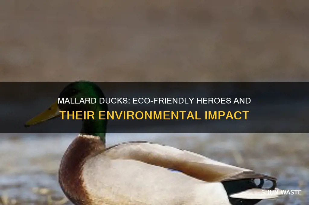 Mallard Ducks: Eco-Friendly Heroes And Their Environmental Impact ...