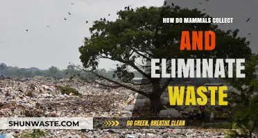 Mammalian Waste Management: Collection, Elimination, and Biological Processes Explained