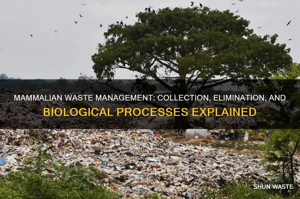 how do mammals collect and eliminate waste