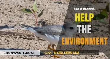 Mammals' Vital Role: How They Sustain and Protect Our Ecosystems