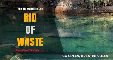 Manatee Waste Disposal: How These Gentle Giants Stay Clean