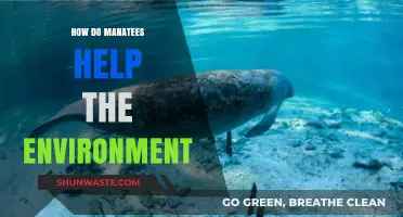Manatees: Gentle Giants and Their Vital Role in Ecosystem Health