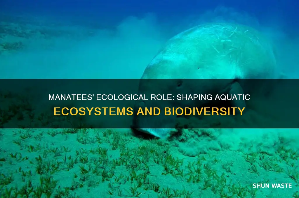 how do manatees impact their environment