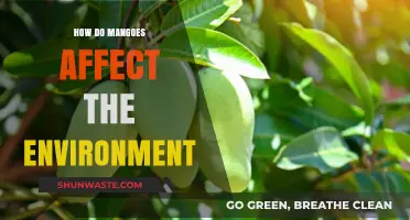 Mangoes' Environmental Impact: Cultivation, Carbon Footprint, and Sustainability