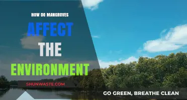 Mangroves' Vital Role in Shaping Coastal Ecosystems and Climate