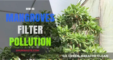 Mangroves: Natural Pollution Filters and Coastal Protectors