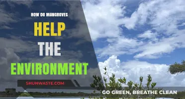 Mangroves: Nature's Coastal Guardians for Climate, Wildlife, and Communities