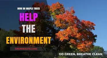 Maple Trees: Environmental Heroes in Carbon Sequestration and Biodiversity