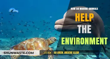 Marine Animals: Vital Guardians of Our Ocean's Health and Balance