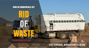 Marsupial Waste Disposal: Unique Methods and Adaptations Explained