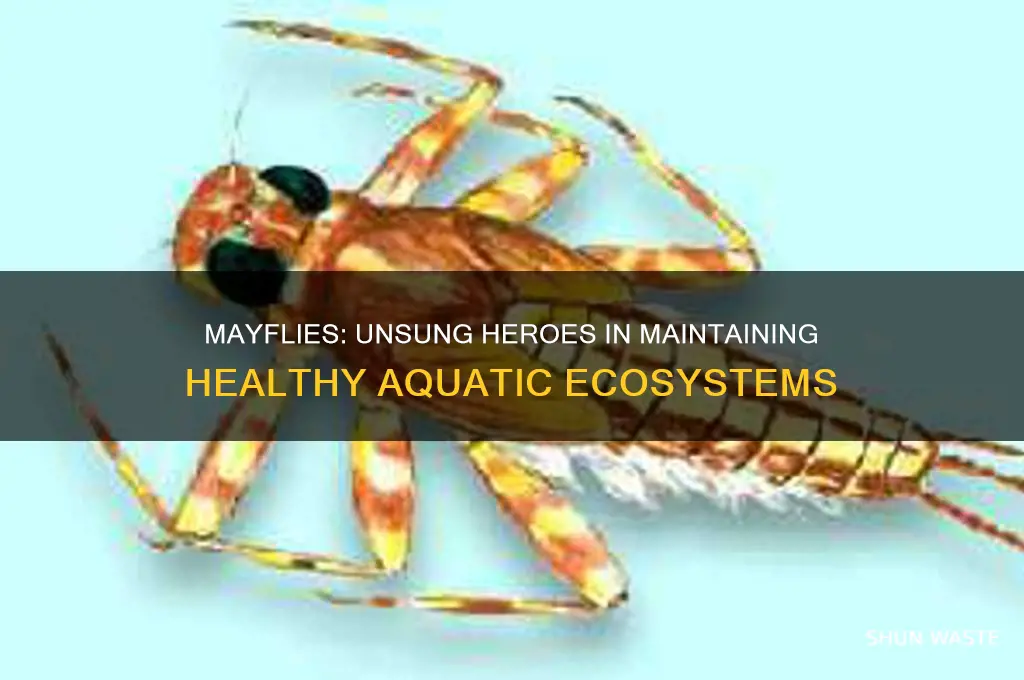 how do mayflies help the environment