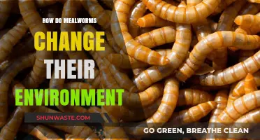 Mealworms' Impact: Transforming Ecosystems Through Decomposition and Soil Enrichment