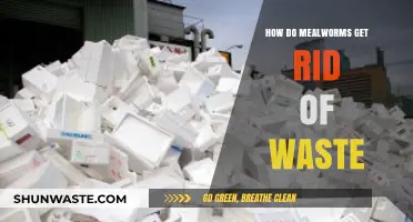 Mealworms' Waste Management: Nature's Tiny Recyclers at Work