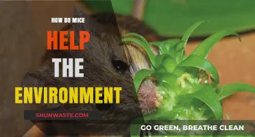Mice as Eco-Heroes: Their Surprising Role in Sustaining Ecosystems