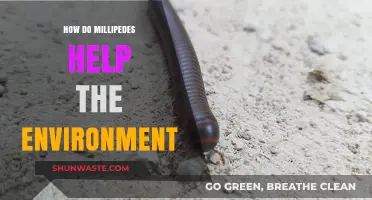 Millipedes: Unsung Eco-Heroes in Soil Health and Nutrient Cycling