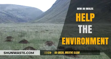 Moles: Unseen Heroes in Soil Health and Ecosystem Balance