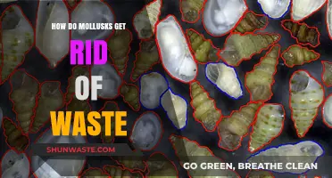 Mollusk Waste Disposal: Understanding Their Unique Excretion Methods