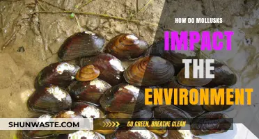 Mollusks' Environmental Role: Shaping Ecosystems and Influencing Biodiversity