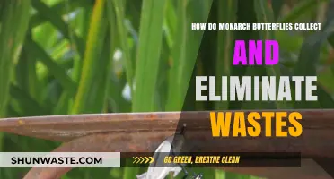 Monarch Butterflies' Waste Management: Collection and Elimination Explained