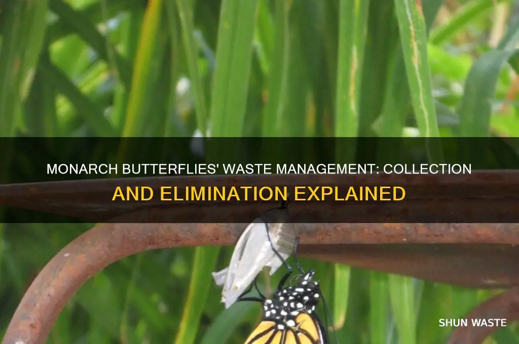 how do monarch butterflies collect and eliminate wastes
