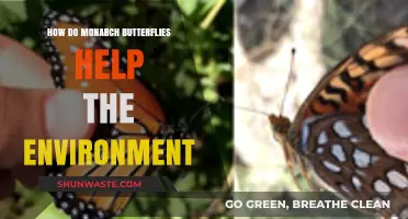 Monarch Butterflies: Vital Pollinators and Ecosystem Guardians for Our Planet