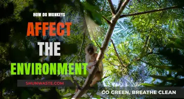 Monkeys' Environmental Impact: Ecosystem Roles, Challenges, and Conservation Efforts