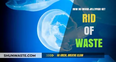 Moon Jellyfish Waste Removal: Understanding Their Unique Detox Process