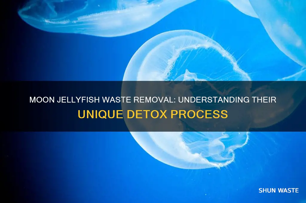 how do moon jellyfish get rid of waste