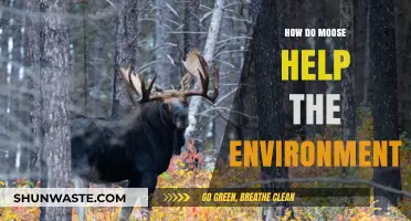 Moose: Unsung Heroes of Forest Health and Ecosystem Balance