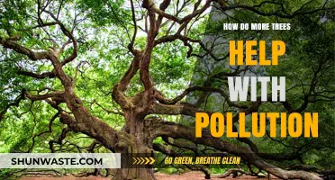 Trees: Natural Solution to Pollution