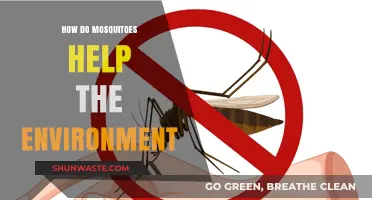 Mosquitoes' Surprising Role: Unveiling Their Environmental Benefits and Ecosystem Impact