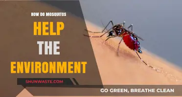 Mosquitoes' Surprising Role: Environmental Benefits Beyond the Buzz
