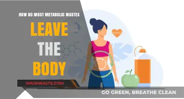 How the Body Eliminates Metabolic Waste: Key Pathways Explained